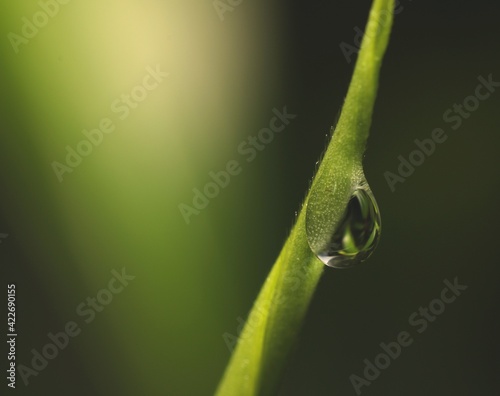 Water Drop on The Plant