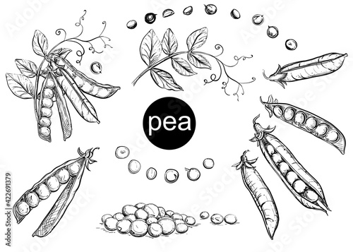 Fotografie Hand drawn sketch black and white of bean, grain, leaf