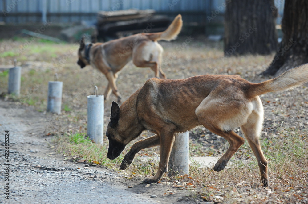 Service dogs on the territory of the cynological center. Service dogs on the territory of the cynological center.
