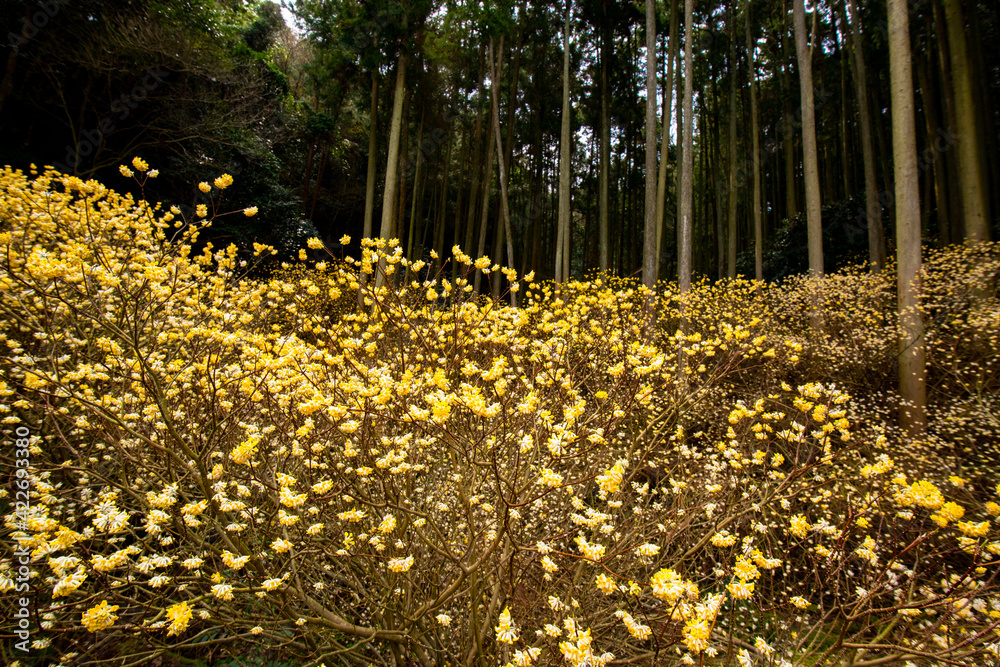 Obraz premium 西芳寺のミツマタ