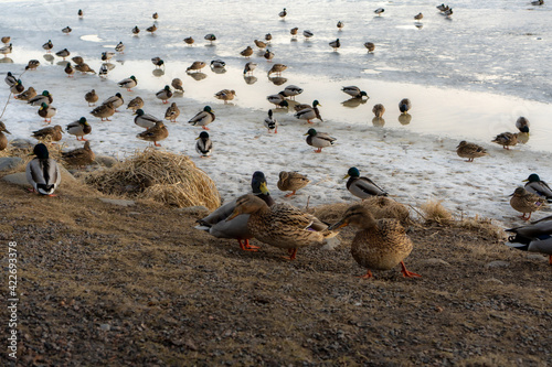 ducks on the beach © Wojciech