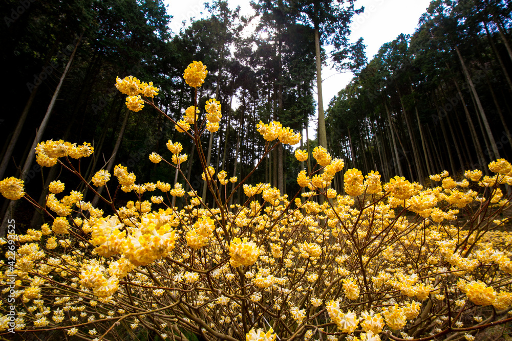 Obraz premium 西芳寺のミツマタ