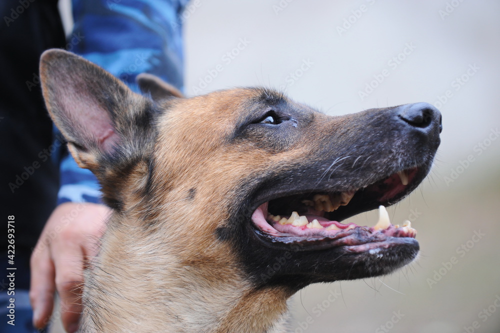 The service dog performs the command of the dog handler in training. The service dog performs the command of the dog handler in training.