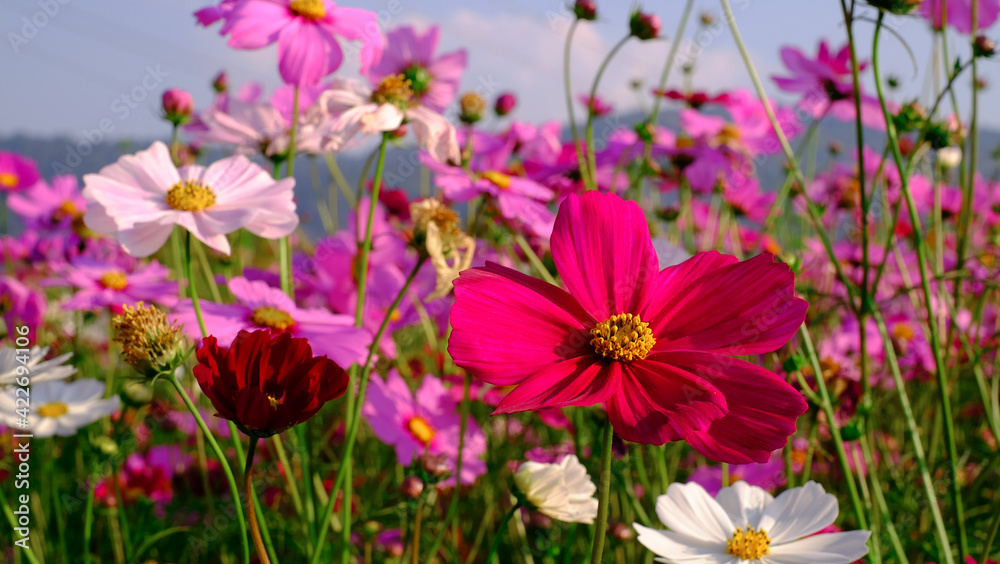 Close-up bright floral of summer in field. Beautiful pink and white cosmos flowers are blooming with bright sky background. Close-up bright floral of summer in field. Beautiful pink and white cosmos flowers are blooming with bright sky background.