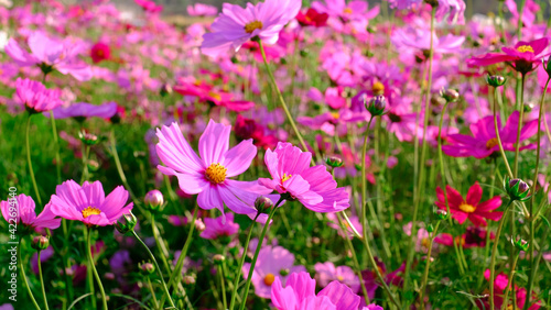 Close-up bright floral of summer in field. Beautiful pink and white cosmos flowers are blooming with bright sky background.