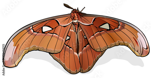 Atlas Moth Lorguini - Beautiful Colorful Butterfly Isolated on White Background, Vector Illustration