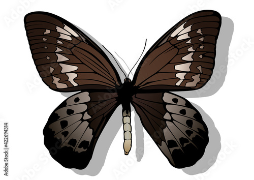 Goliath Birdwing - Beautiful Colorful Butterfly Isolated on White Background, Vector Illustration