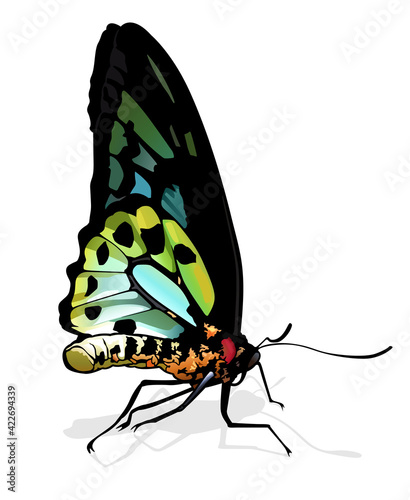 Birdwing Butterfly - Beautiful Butterfly Isolated on White Background, Vector Illustration