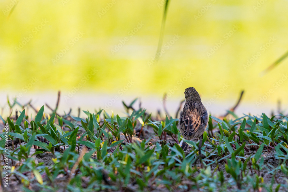 Whinchat or Saxicola rubetra on a ground in green grass Whinchat or Saxicola rubetra on a ground in green grass