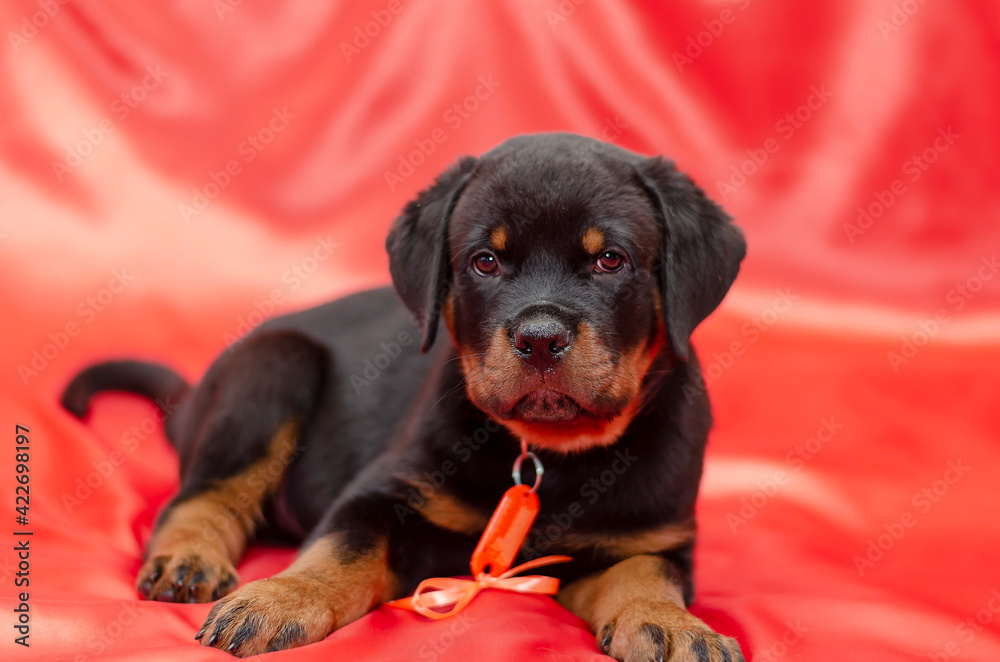 Rottweiler puppy on a red background. Rottweiler puppy on a red background.