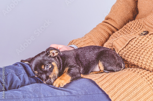 Part of a woman, with a nearly sleeping Jack Russel Terrier puppy on her legs. In vintage, retro color style