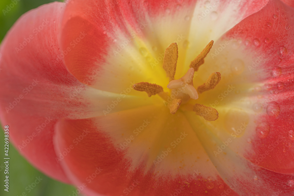 Tulip close-up. Pistil and stamens close-up. Lovely, spring flowers. Tulip close-up. Pistil and stamens close-up. Lovely, spring flowers.