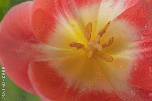 Tulip close-up. Pistil and stamens close-up. Lovely, spring flowers.