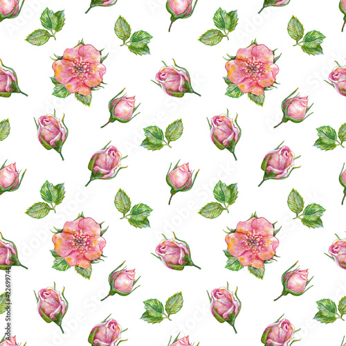 Watercolor seamless floral pattern on white background. Pink rose flowers and buds with green leaves on white background. Watercolor flowers pattern. Seamless design for print, textile, fabric, paper