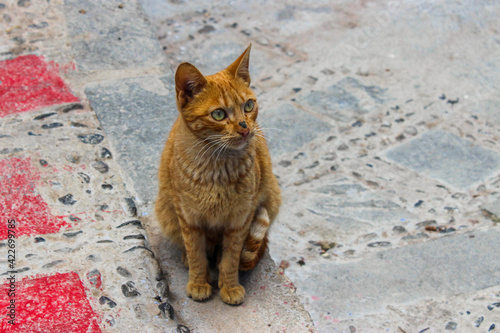 Brown stray cat in the city of Morocco © Jennifer
