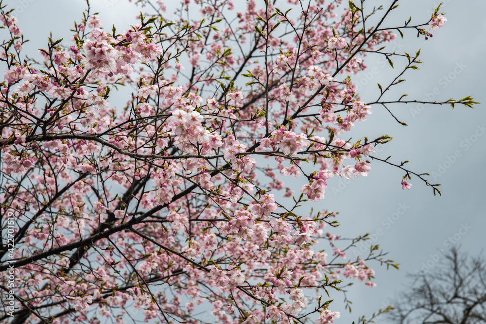 林業試験場樹木公園にある大漁桜