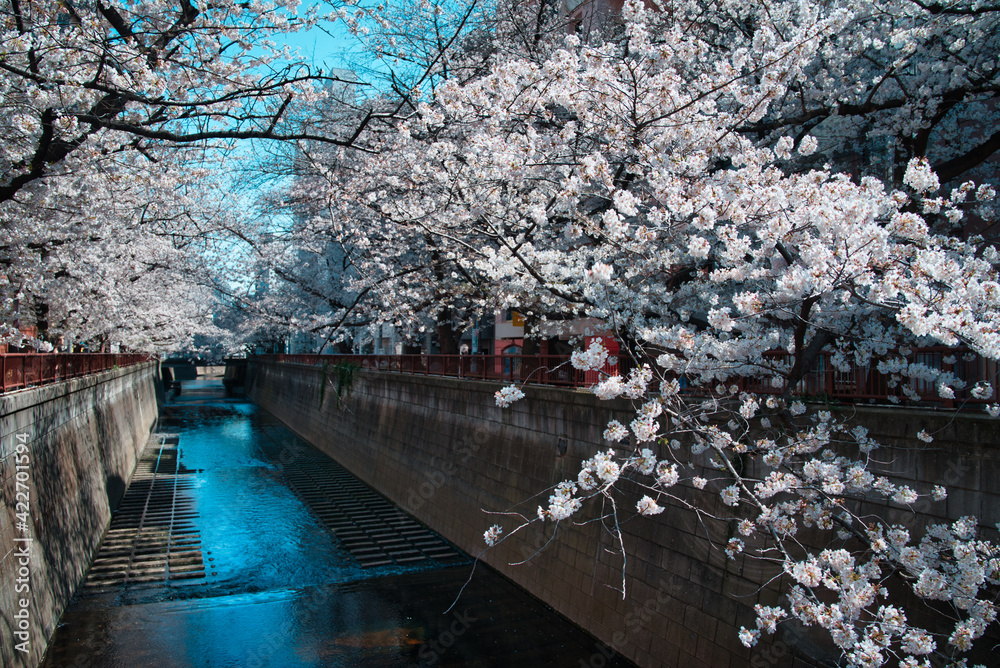 目黒河と桜