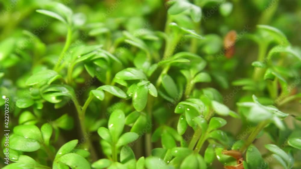 Microgreens sprouts on white background. Green Cress salad plants, close up macro. Healthy eating concept. Microgreens growing. Extremely micro view rotating plant. Health and growth concept. Microgreens sprouts on white background. Green Cress salad plants, close up macro. Healthy eating concept. Microgreens growing. Extremely micro view rotating plant. Health and growth concept.