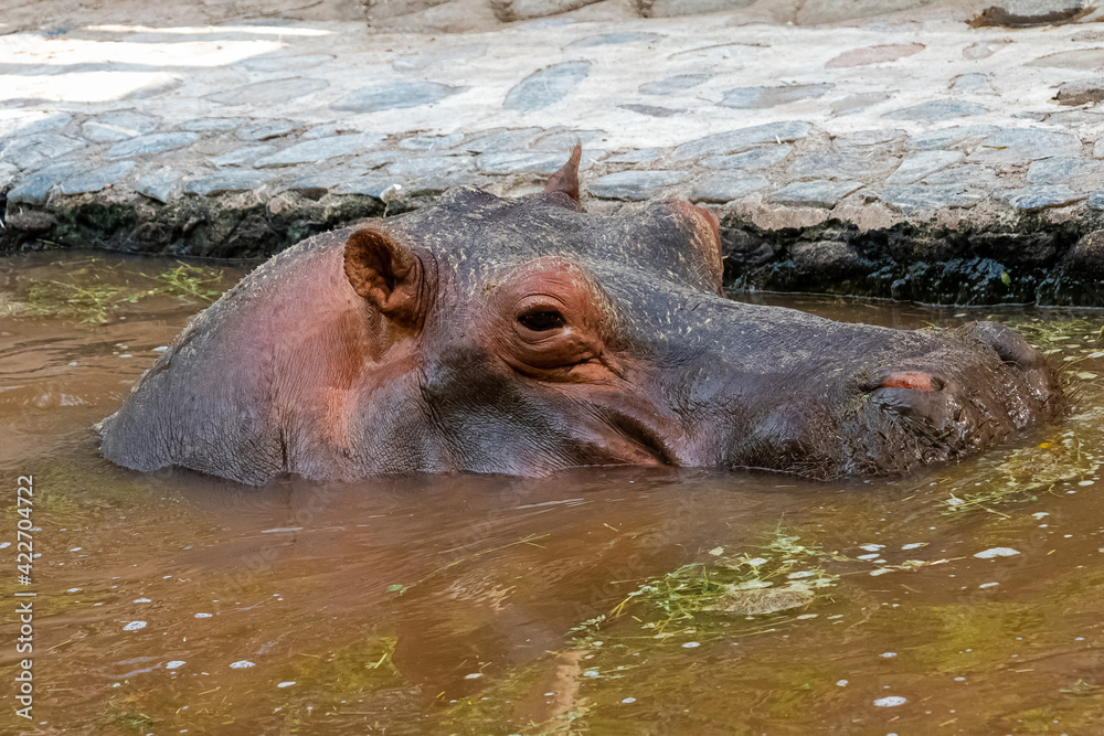 IPOPOTAMO EN EL AGUA ,REFRESCANDO,SOL,PIEL,SOLEADO,ANIMAL SALBAJE,ANIMAL AFRICANO, IPOPOTAMO EN EL AGUA ,REFRESCANDO,SOL,PIEL,SOLEADO,ANIMAL SALBAJE,ANIMAL AFRICANO,