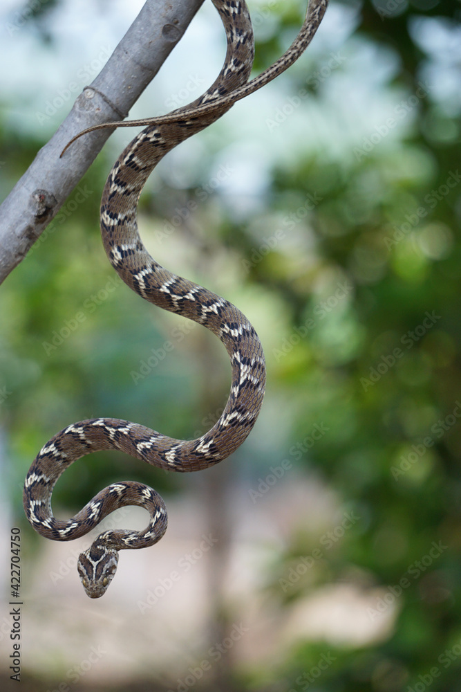 Fototapeta premium Common cat snake hanging from a tree, Boiga trigonata, Satara, Maharashtra, India