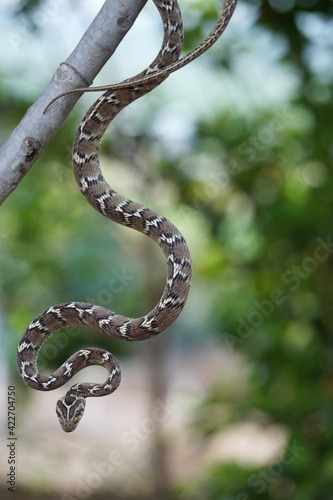 Common cat snake hanging from a tree, Boiga trigonata, Satara, Maharashtra, India