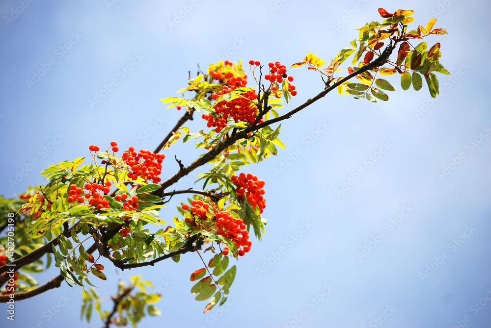 Ein Ebereschenzweig mit Früchten vor blauem, Himmel. Ein Ebereschenzweig mit Früchten vor blauem, Himmel.