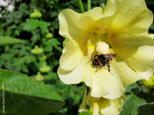Bumblebee pollinates mallow flower on a sunny day