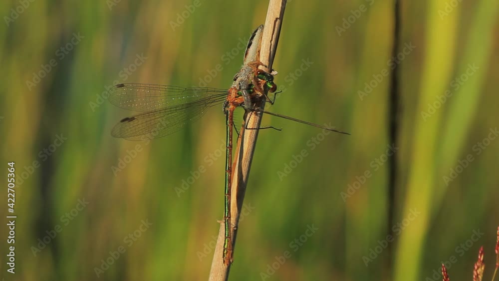 Jumping spider with a damselfly prey on a flower Jumping spider with a damselfly prey on a flower