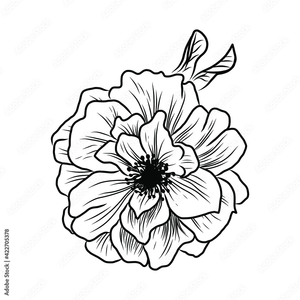 Wild rose flowers drawing and sketch with line-art on white backgrounds. 