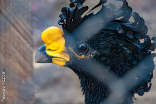 CARNERO,CUERNOS,GEFE DE MANADA,SEMENTAL,LIDER DE GRUPO,TROFEO,