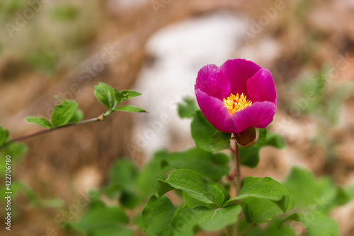 Wild pink peonies bloom in the spring in the forest