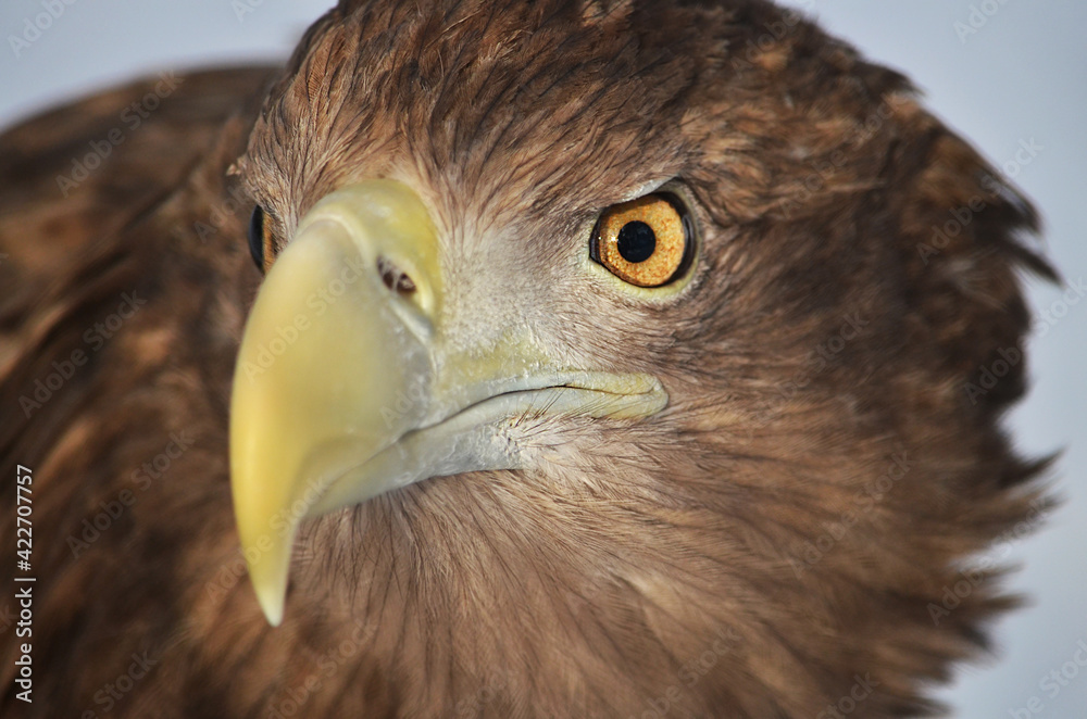 Naklejka premium close up of a eagle