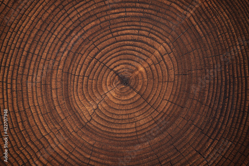 dark wood texture on a stump cut. annual rings old trunk background