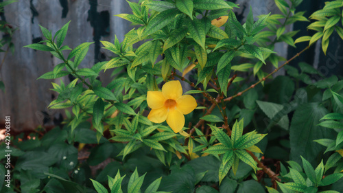 YELLOW FLOWER WITH GREEN LEAF NATURAL BEAUTY