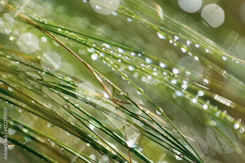 Obraz mokra trawa w świetle porannego słońca