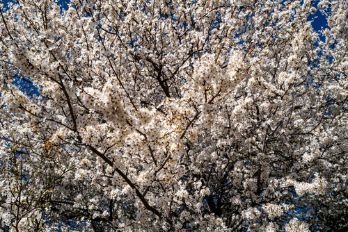 arbre en fleurs au début du printemps