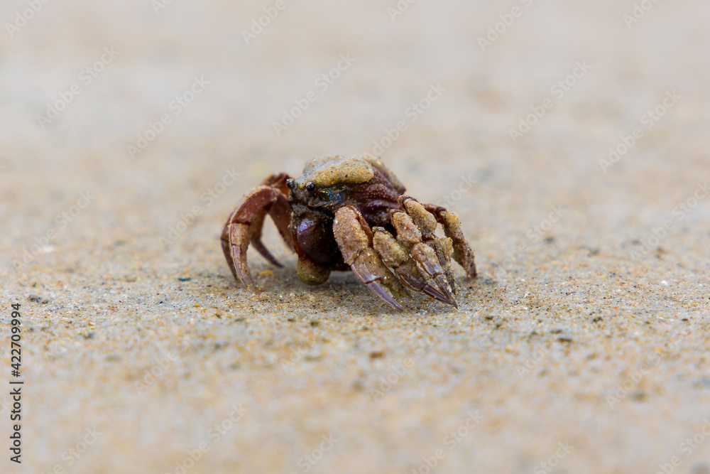 Soldier crab on the beach at Sawyer Bay in Tasmania