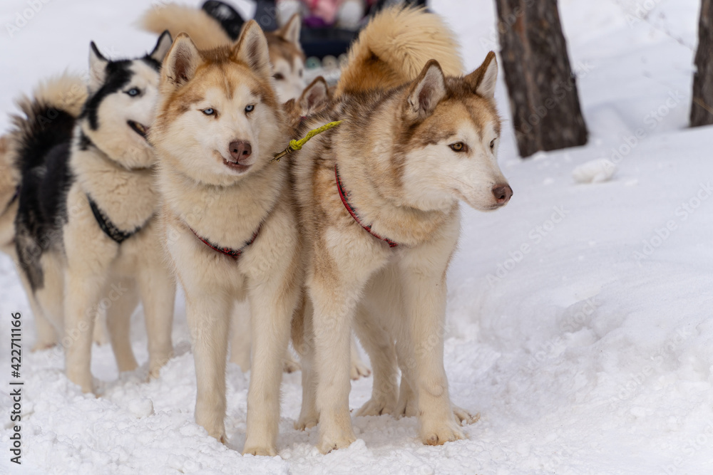 Sled dog racing with husky dogs, front view, close-up. Sled dog racing with husky dogs, front view, close-up.