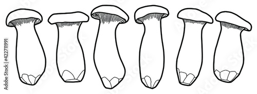 Royal oyster mushroom. Hand drawing edible mushrooms. Black outline. Coloring page. 