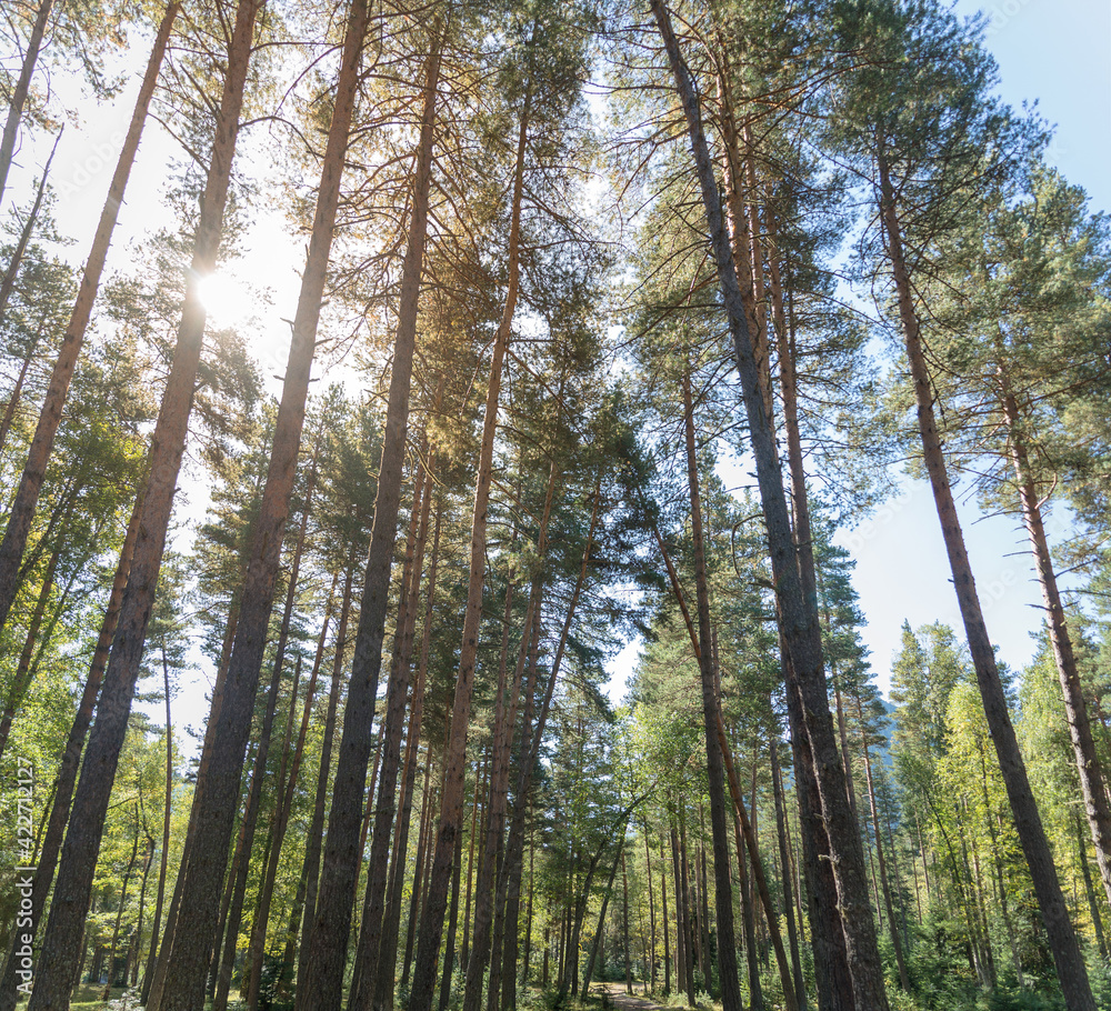 Slender and tall pine trees under the bright sun Slender and tall pine trees under the bright sun
