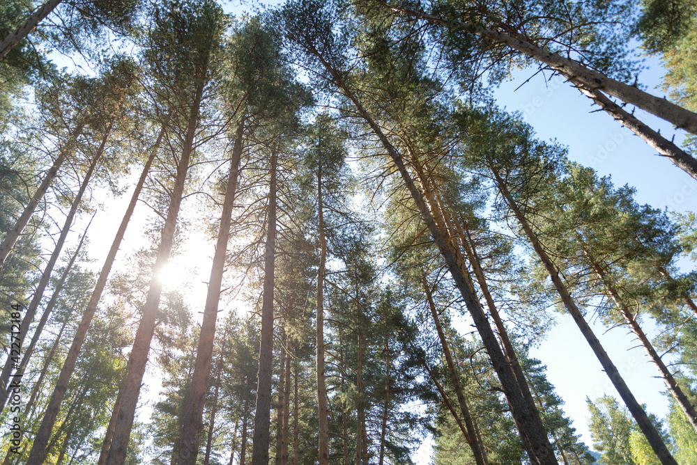 Slender and tall pine trees under the bright sun Slender and tall pine trees under the bright sun