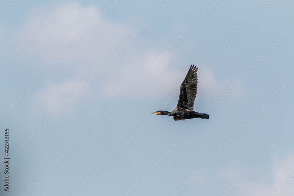 Obraz premium Kormoran