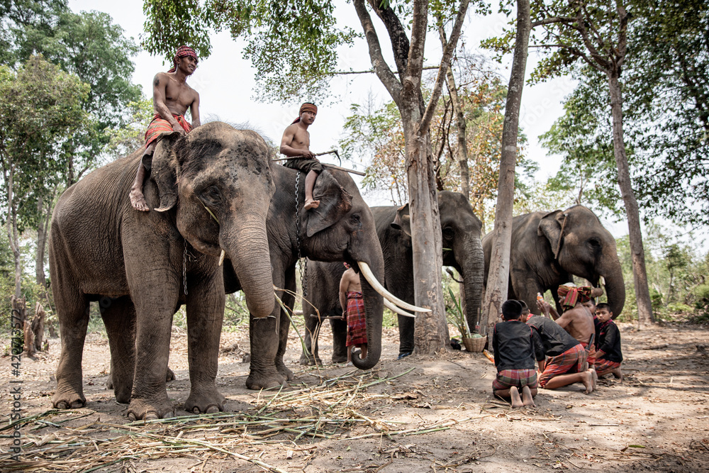 Obraz premium Portrait of Elephant and mahout in the forest against sunrise.