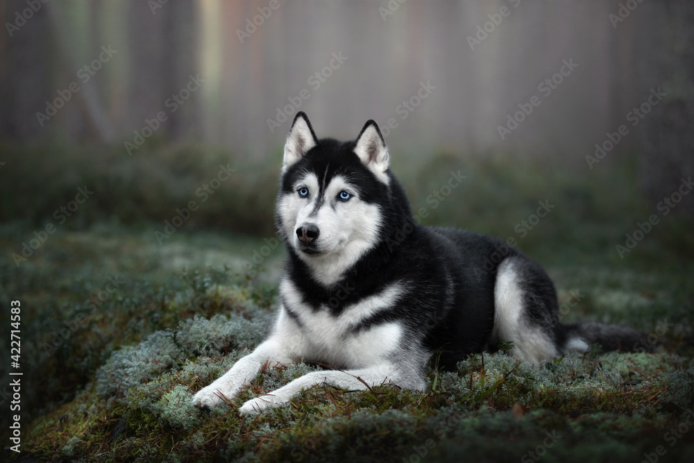 Beautiful Siberian Husky dog with blue eyes in the forest