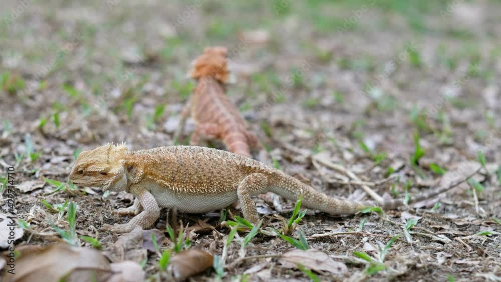 bearded dragon on ground with blur background
bearded dragon on ground with blur background