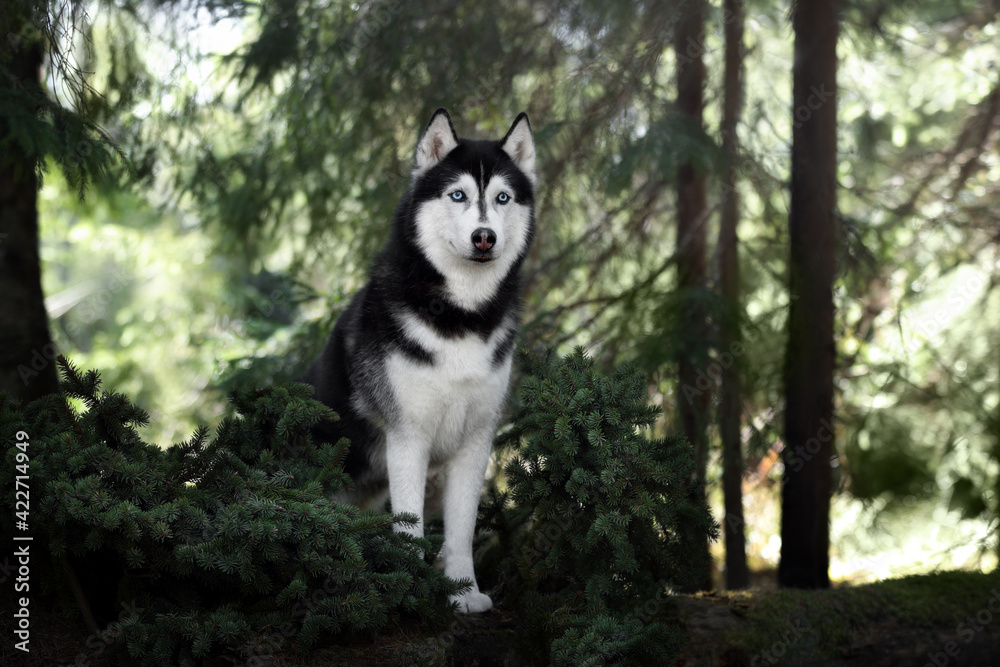 Beautiful Siberian Husky dog with blue eyes in the forest