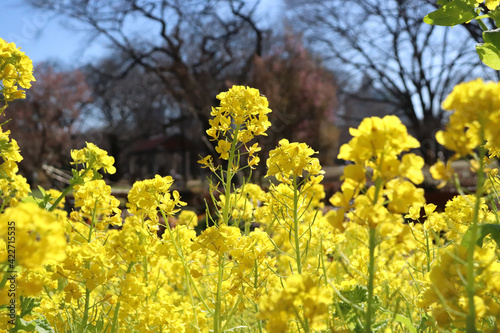 菜の花 菜花 黄色 花畑 淡い 美しい かわいい 花びら 春 晴れた 花 イエロー