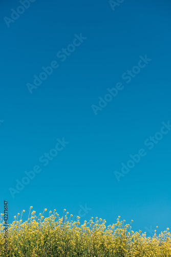 Vertical shot of yellow field under a clear blue sky background with copyscape photo