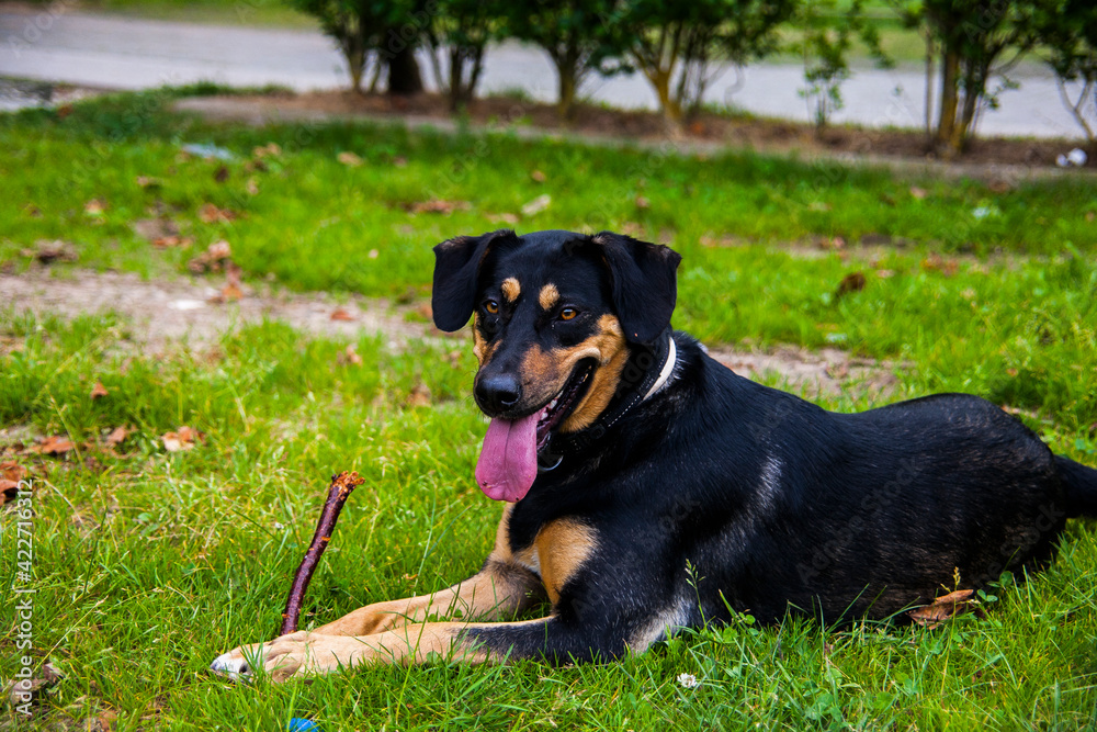 Dog enyoing and playing in grass in summer day Dog enyoing and playing in grass in summer day