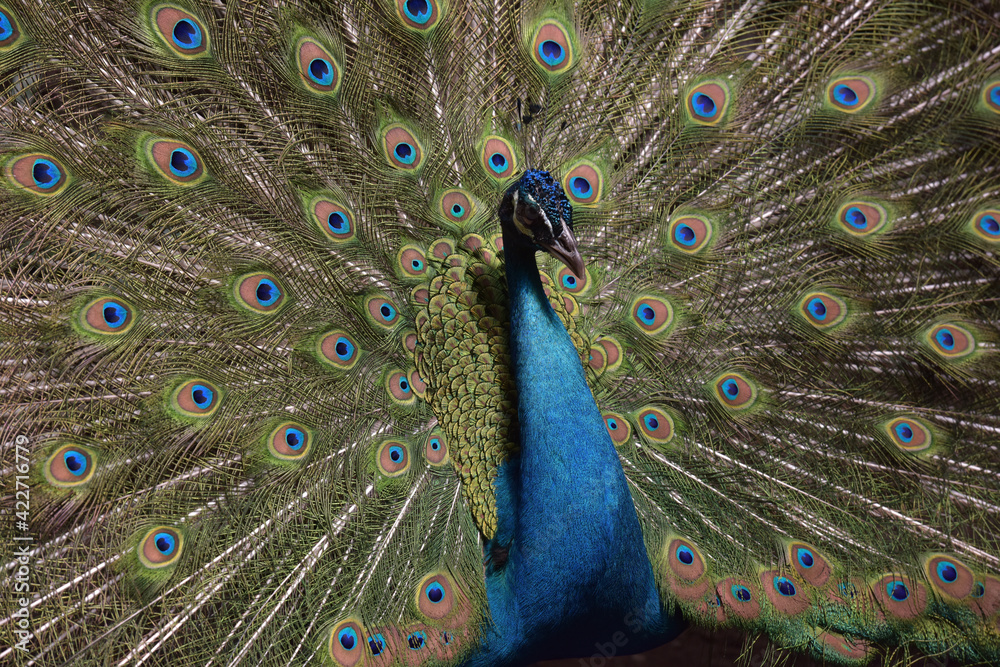 Obraz premium Peacock in zoo
